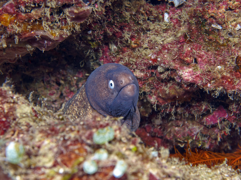 White Eyed Moray Eel, Monkey Beach